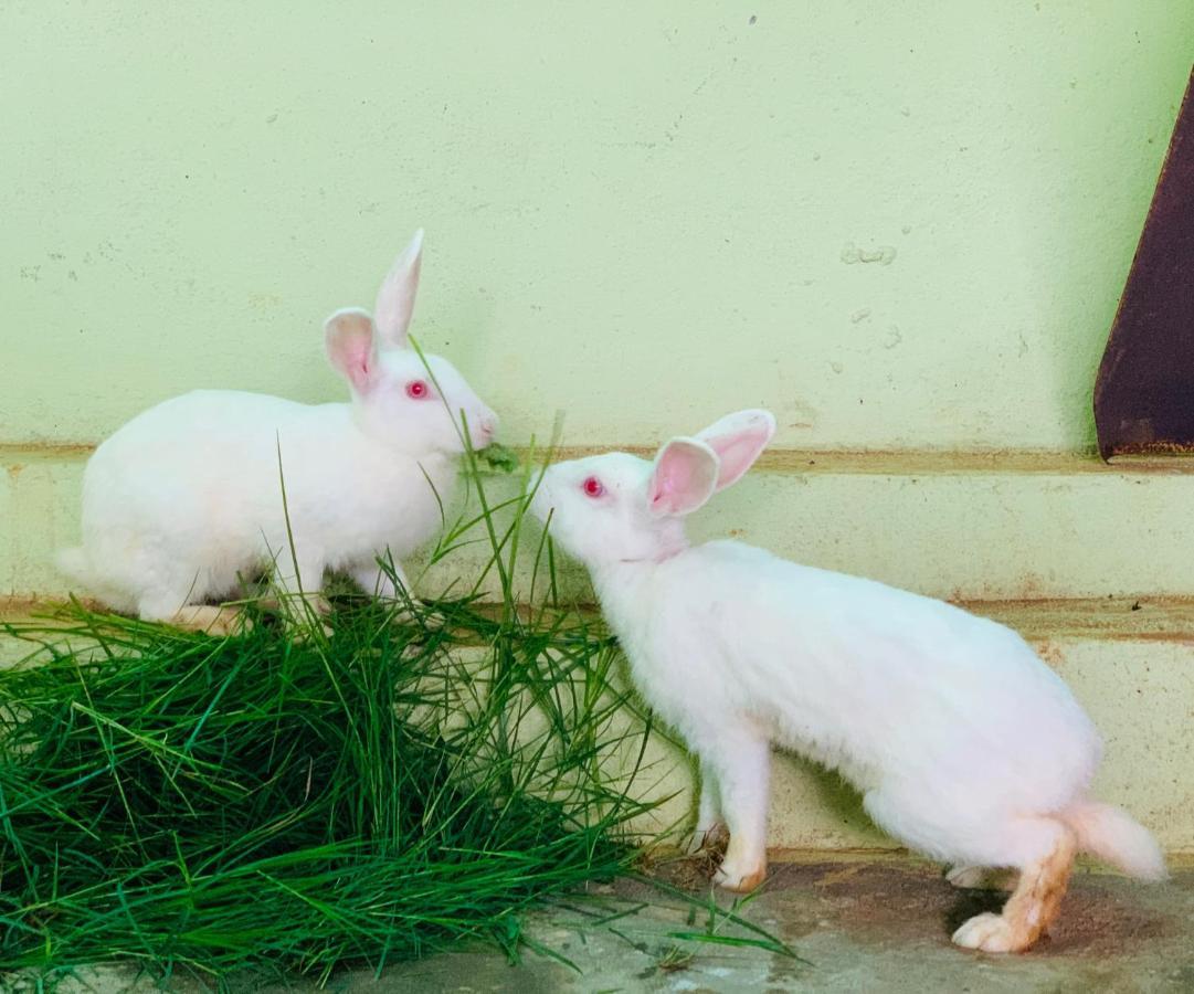 Eco Farm Villa บังกาลอร์ ภายนอก รูปภาพ